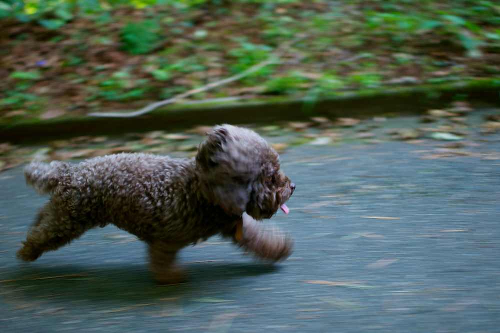Dog running in the garden near St. Albans Lofts in Raleigh, North Carolina,