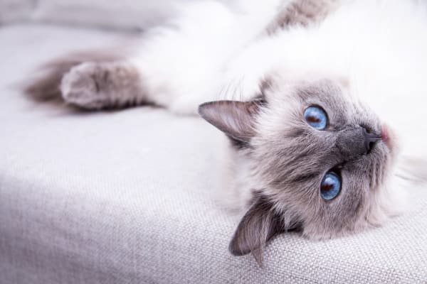 Have fun with your cats at Panarama Tower in Burnaby, BC