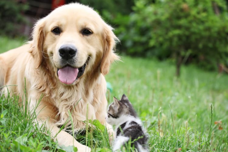 Dog and cat in the grass near Newnan Lofts Apartment Homes in Newnan, Georgia