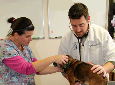 Matthew Watrud at Stoughton Veterinary Service Animal Hospital in Stoughton, Wisconsin
