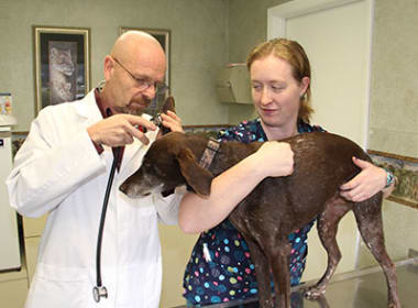 Michael Petersen, DVM at Stoughton Veterinary Service Animal Hospital in Stoughton, Wisconsin