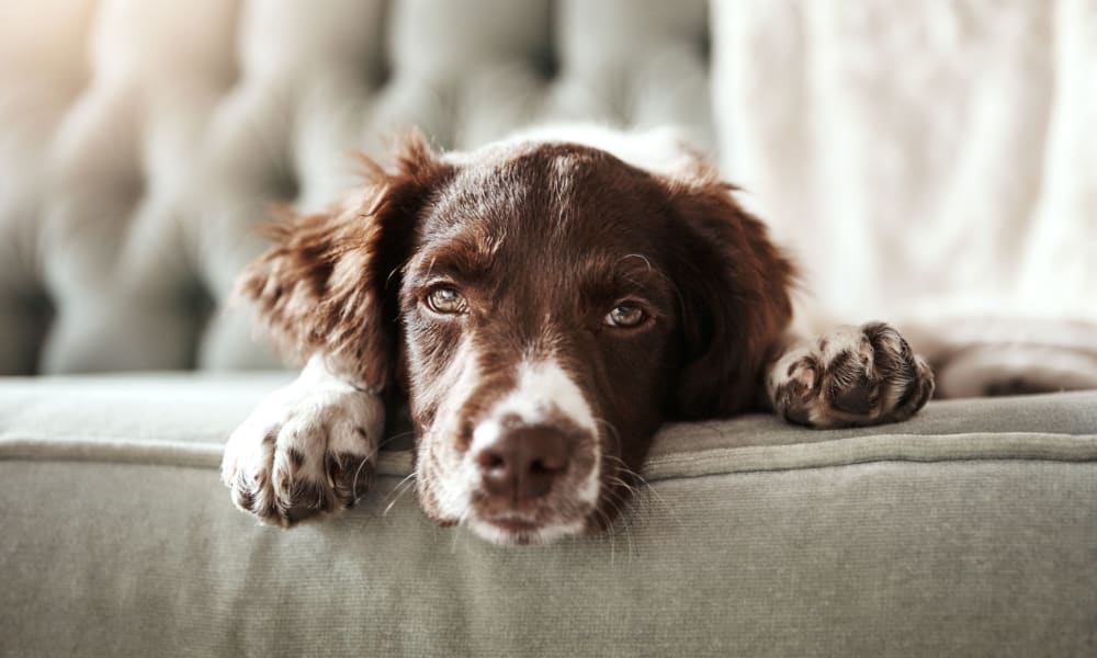 Dog relaxing at BLVD West in Lansing, Michigan