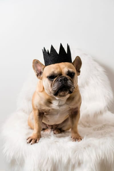 Resident pet relaxing at Queens Wedgewood-Houston in Nashville, Tennessee