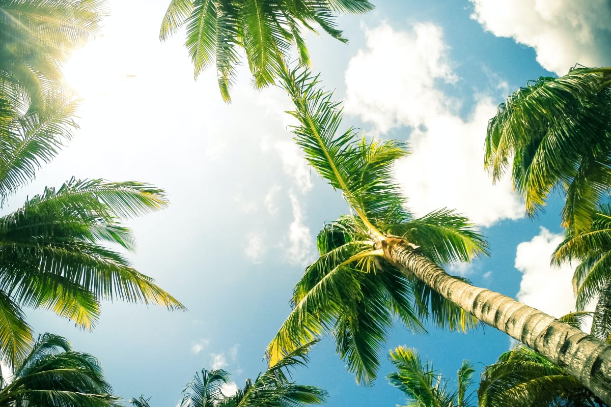 Palm trees at Truewood by Merrill, Venice in Venice, Florida