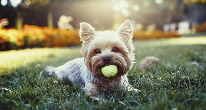 The Avenue in Ocoee, FL welcomes your pets