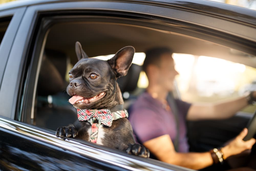 Resident going for a drive with his pup near Oaks Station Place in Minneapolis, Minnesota