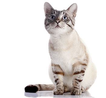 Kitten looking at something shiny at Value Pet Clinic - Kent