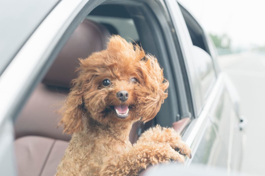 Happy puppy in a car at Arbors of Pleasant Valley in Little Rock, Arkansas