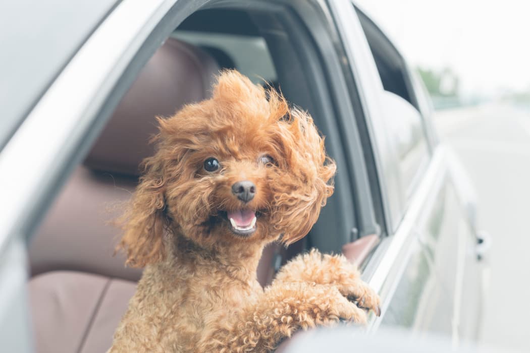 Dog in a car at The Patriot Apartments in El Paso, Texas