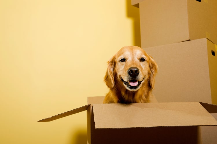 Happy dog inside a box at Storage Star in Federal Way, Washington
