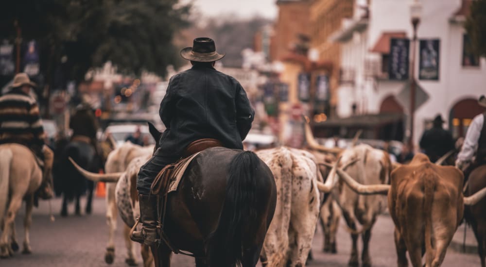 A man riding on bull and surrounded by a crowd of bulls at Crystal Springs in Fort Worth, Texas