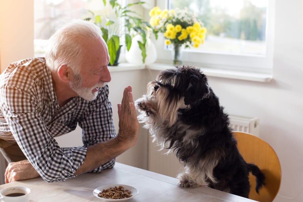 A dog enjoying his new home at Village Oaks in Chino Hills, California