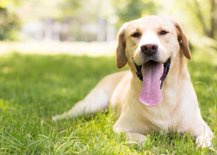 Dog resting on the grass at Sage Luxury Apartment Homes in Phoenix, Arizona