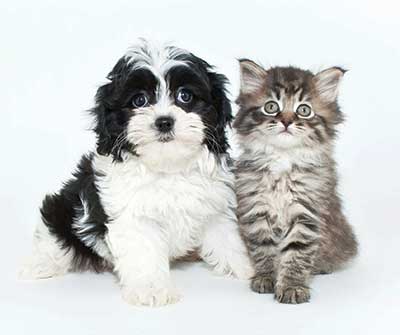 Kitten and puppy from The Elms of Bloomfield in Bloomfield, New York