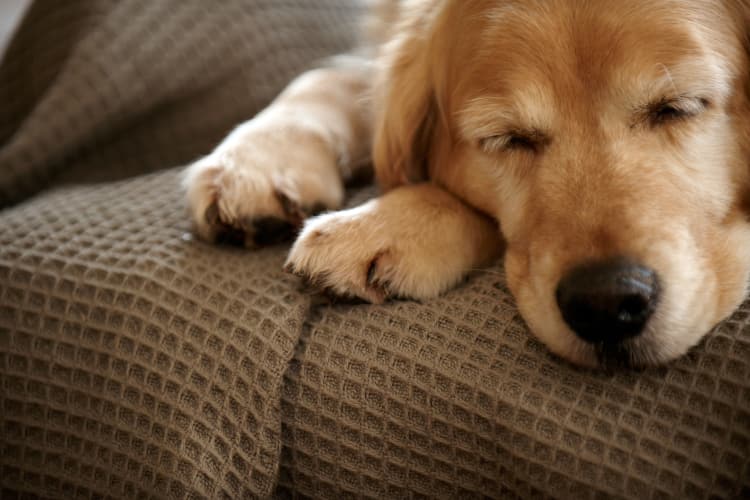 Dog laying on couch at Springs at Cobblestone Lake in Apple Valley, Minnesota