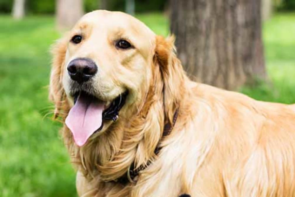 Happy dog in , Florida