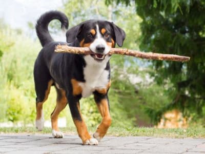 Pet friendly residences at Berkshire Amber