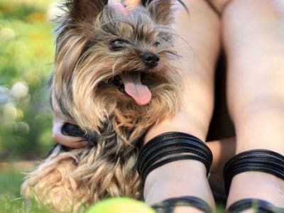Pet friendly residences in Dallas