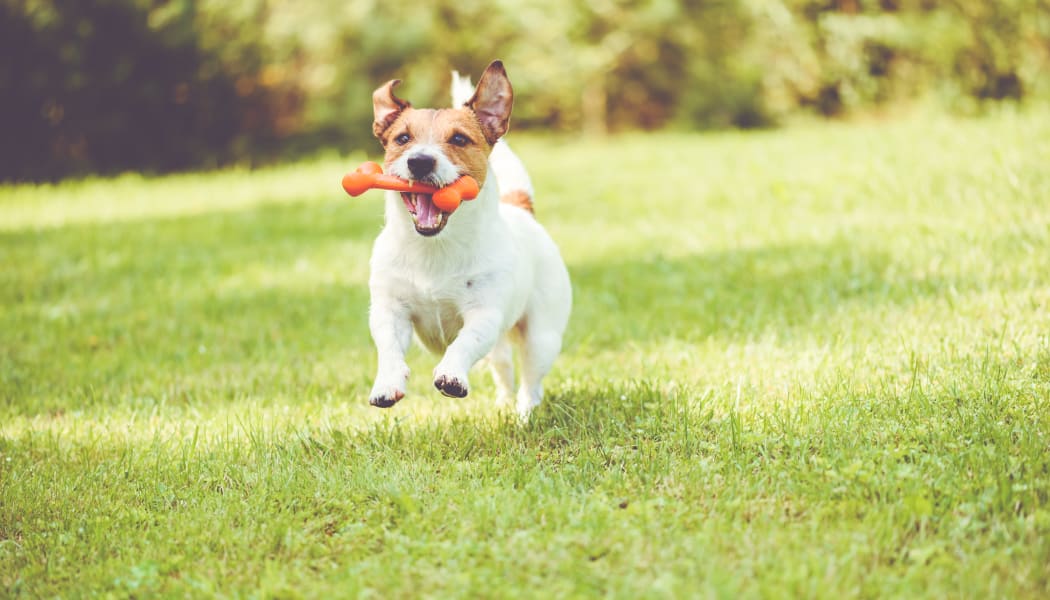 Happy resident dog running at The Agave in Tucson, Arizona