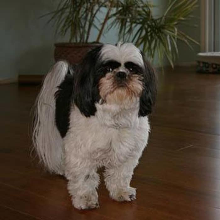 Small breed dog affected by patella luxation, a condition treated through surgery at Arizona Avenue Animal Clinic in Chandler, AZ