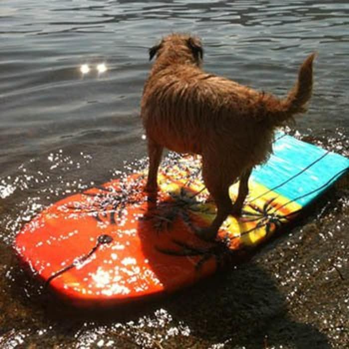 Dog playing in the water after recovering from surgery in Chandler, AZ