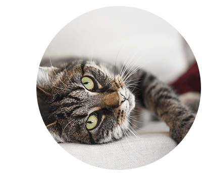 Cat enjoying its new home at The Vue at Westchester Commons in Midlothian, Virginia