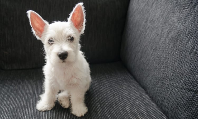 Happy pup enjoying his new home at Uptown Ann Arbor in Ann Arbor, Michigan