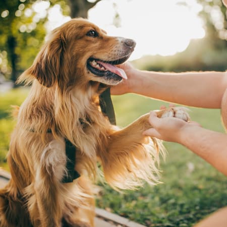 Happy resident Golden Retriever shaking paws at Argon in Oklahoma City, Oklahoma