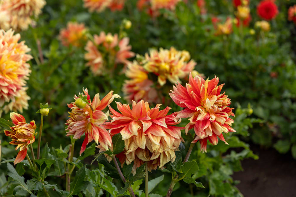 Beautiful flowers at Cherry Park Plaza in Troutdale, Oregon