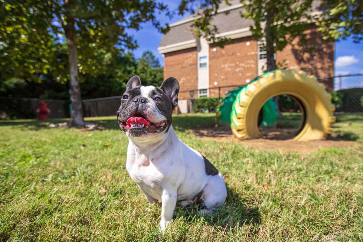 Dog sitting on grass with tire structure at Collins Crossing Apartments in Carrboro, North Carolina 
