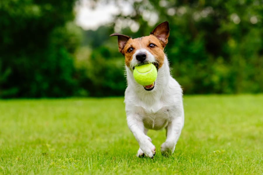 Dog playing fetch near Johnston Gardens in Johnston, Iowa