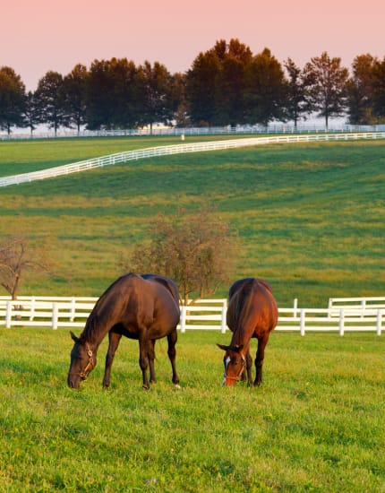 Horses in a pasture near The Landing at Lakewood Harbour, Lexington, Kentucky