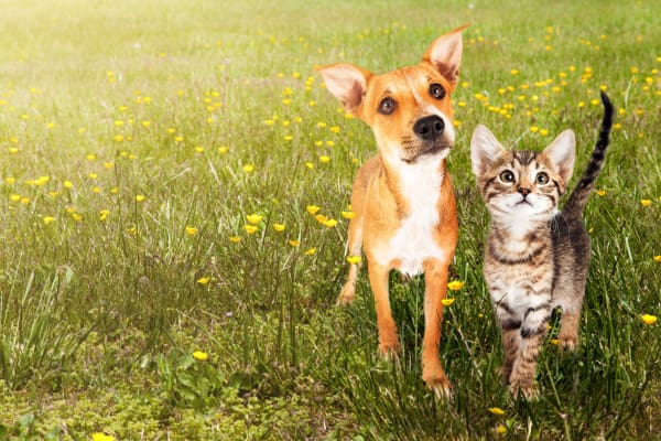 Pets at The Commons at Kettering