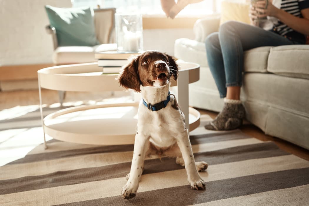 Happy puppy at Cottages at Tallgrass Point Apartments in Owasso, Oklahoma