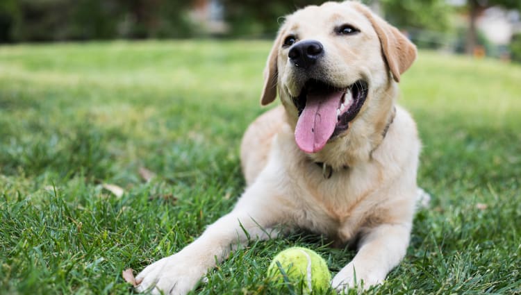 Happy dog enjoying the beautifully maintained lawn outside her new home at The Courtney at Universal Boulevard in Orlando, Florida