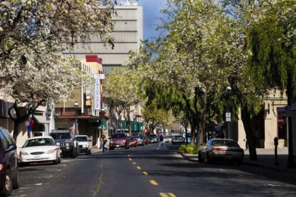 Treed neighborhood near Muirwood Gardens in Martinez, California