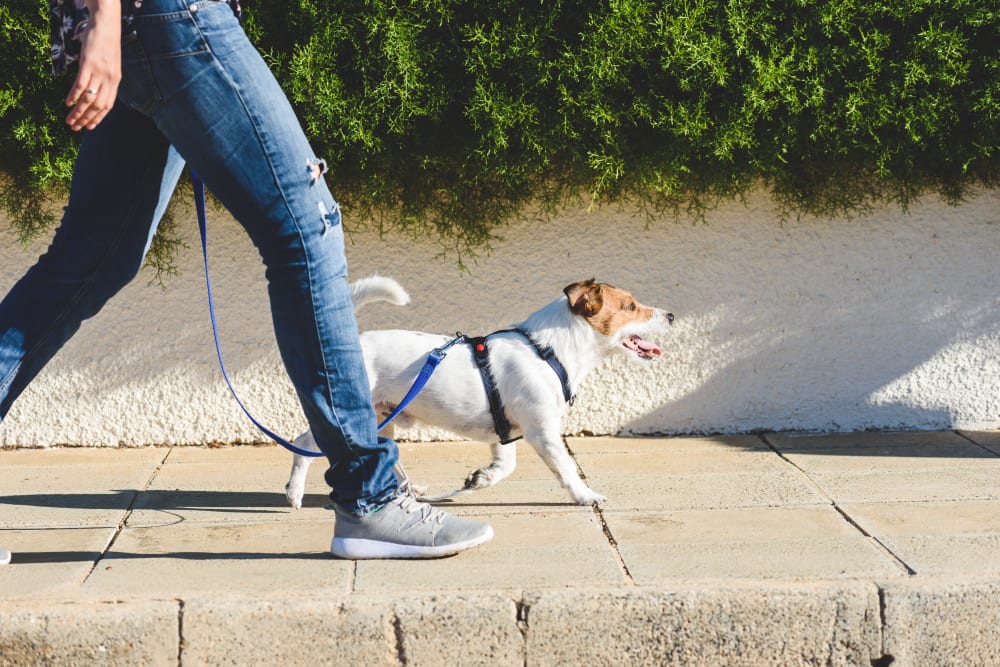 Resident walking their dog at K Street Flats Apartment Homes in Berkeley, California
