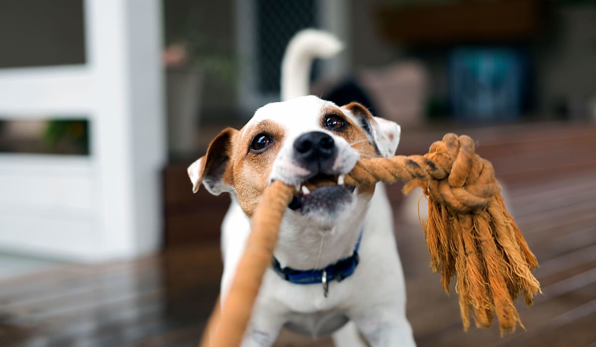 A dog playing tug near Fountaingate in Wichita Falls, Texas