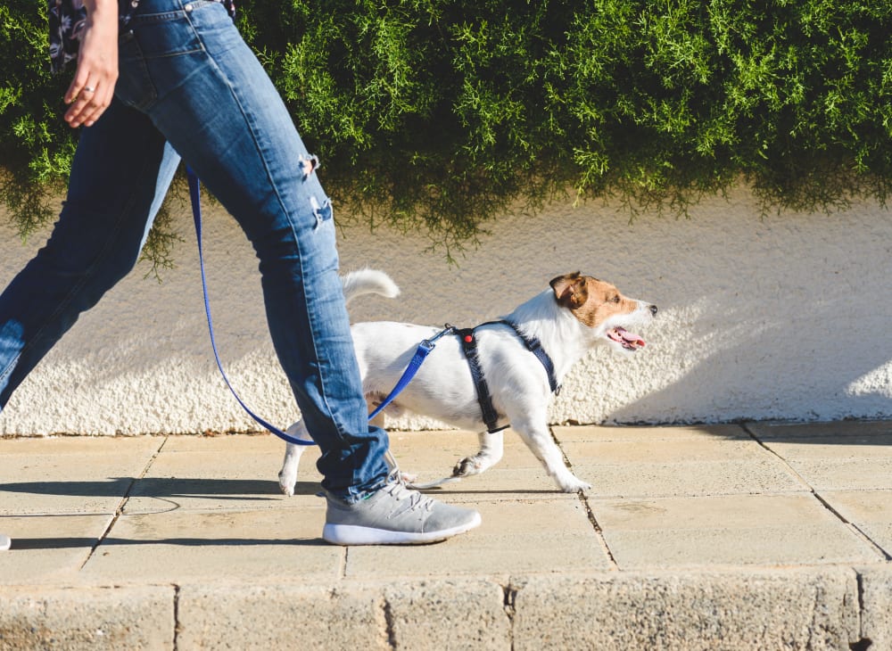 A resident walking their dog near The Columbia at the Waterfront in Vancouver, Washington