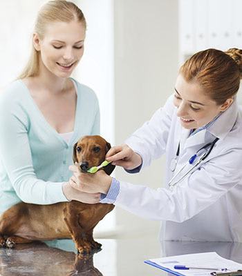 Pup getting his teeth brushed at Value Pet Clinic - Kent