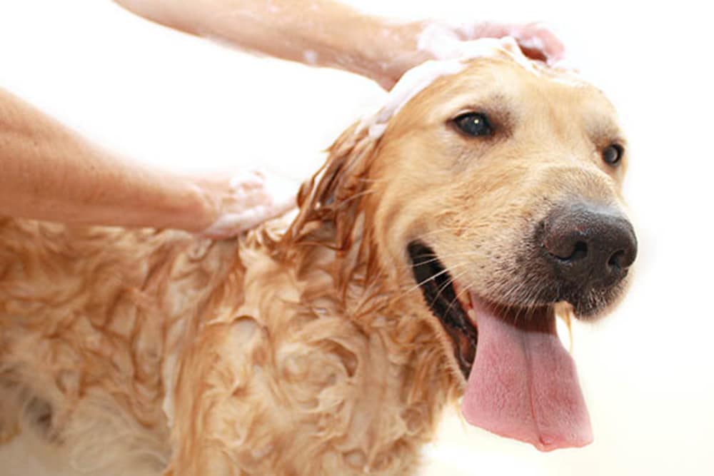 Dog taking a bath at Luxor Club in Jacksonville, Florida
