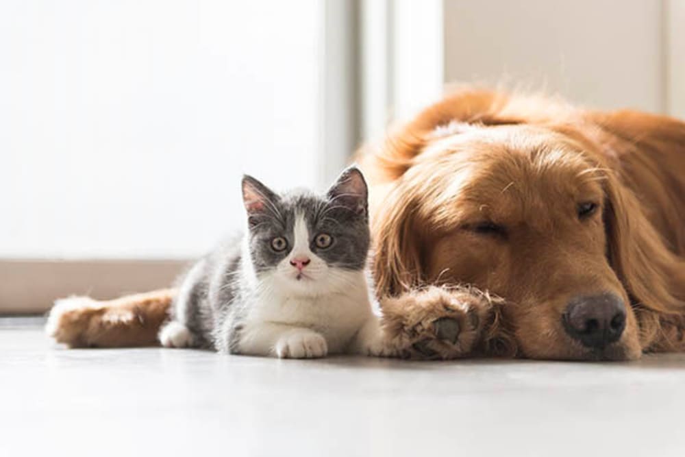 Cat and dog relaxing at Luxor Club in Jacksonville, Florida
