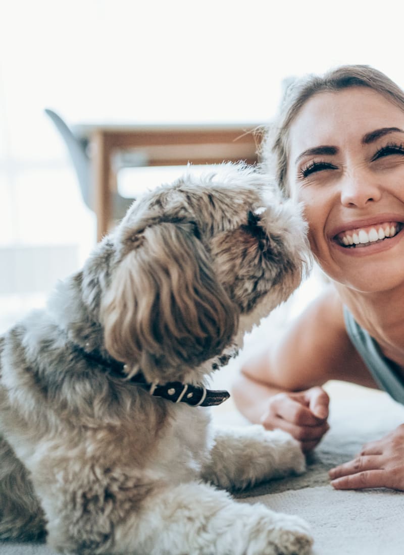 Two pets maximum per apartment at Marquis at Perimeter Center in Atlanta, Georgia
