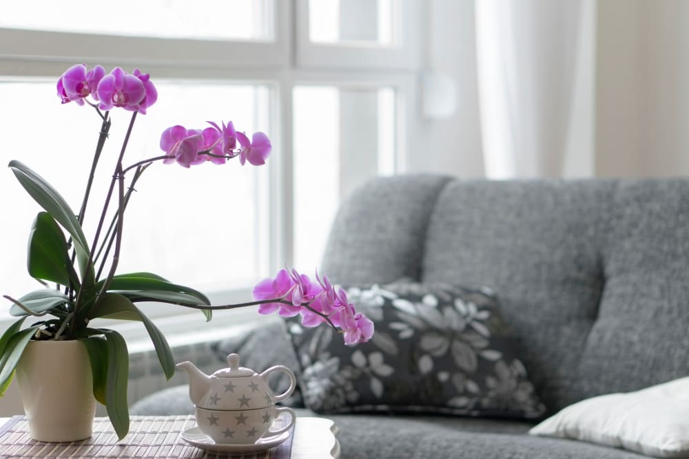 Purple flowers at CERTUS Premier Memory Care Living.