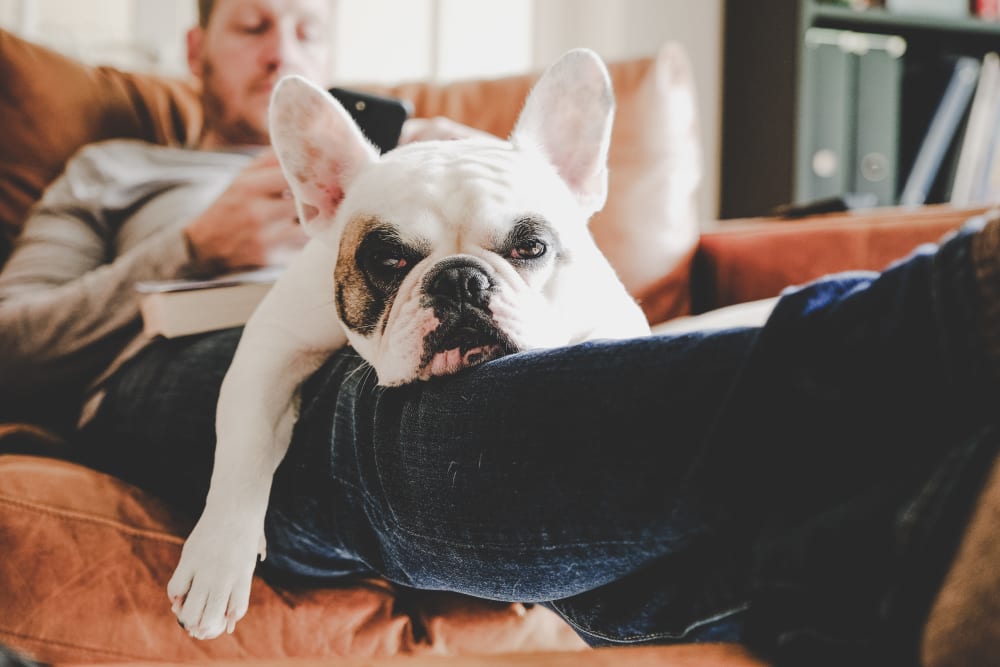 Resident relaxing with their frenchie in their living room at Creekside Village in Alexandria, Virginia