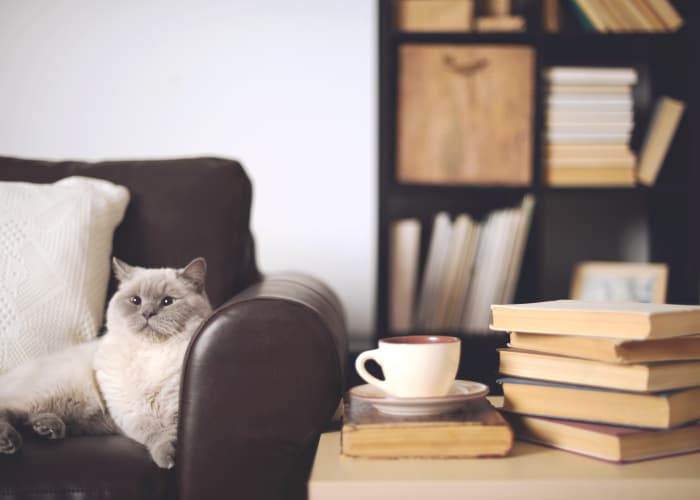 Cat enjoying its new apartment home at Audubon Park in Nashville, Tennessee
