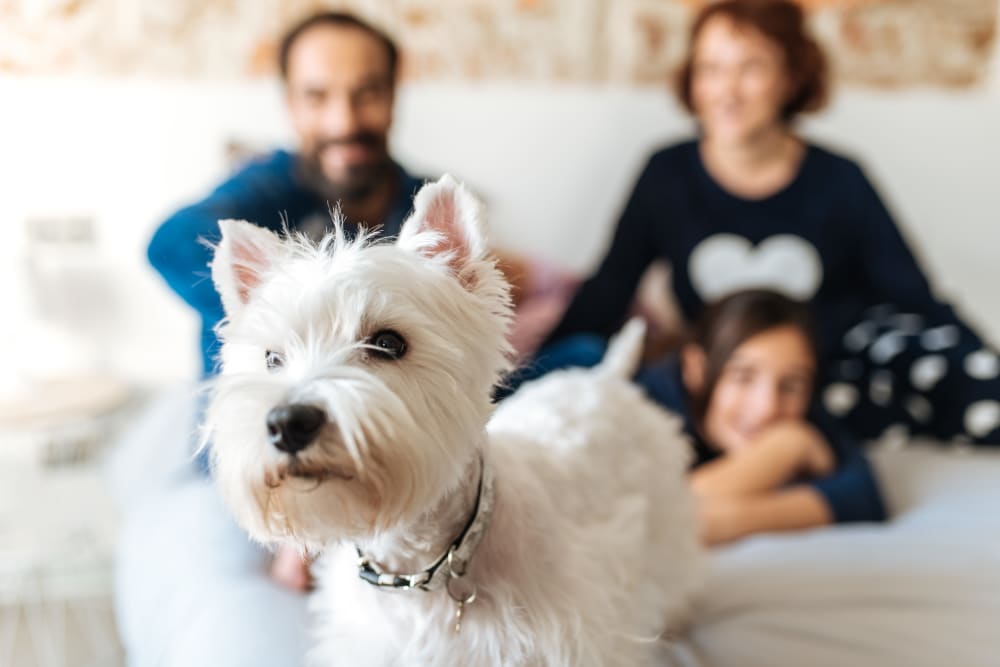 A dog and his family enjoying their new home at Arapahoe Club Apartments in Denver, Colorado