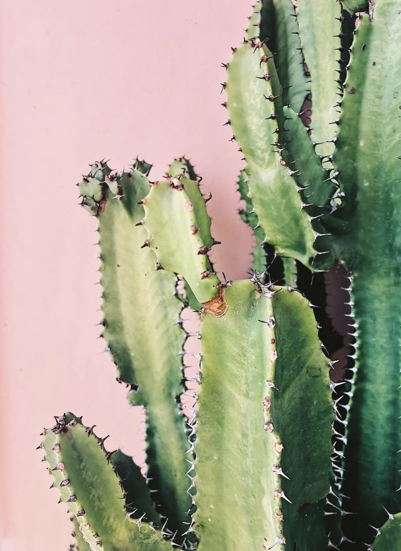 Large cactus plant with pink background near Marquis at Sonoran Preserve in Phoenix, Arizona