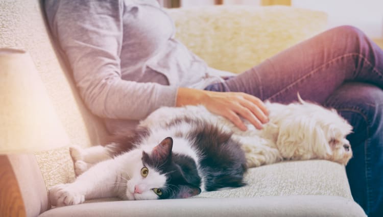 Resident relaxing with her pets in their new home at Renaissance St. Andrews in Louisville, Kentucky
