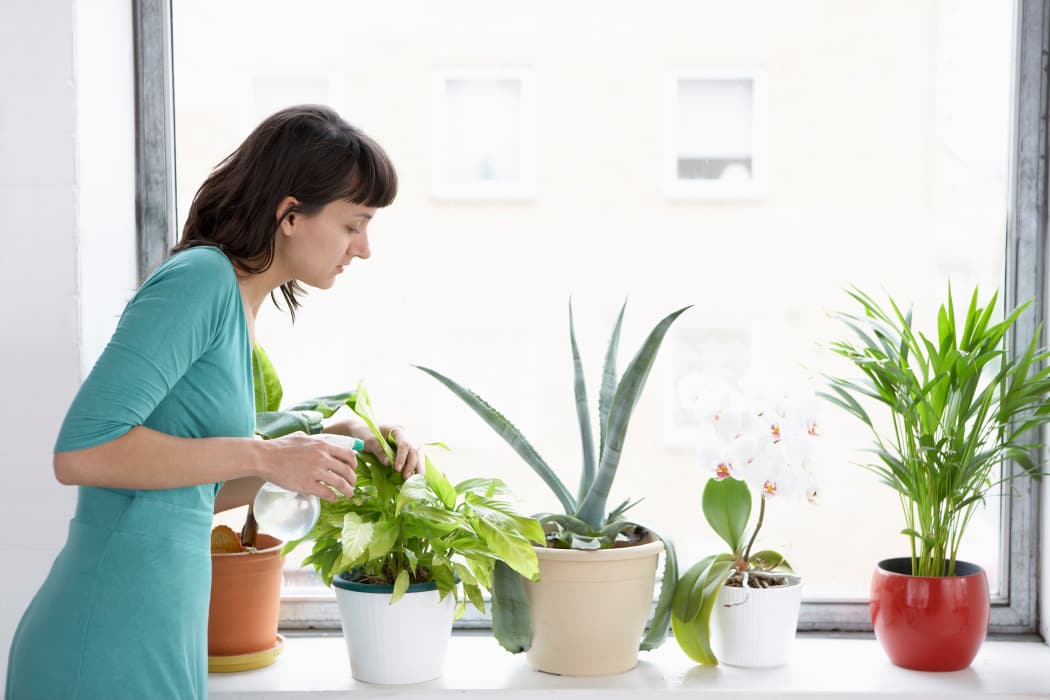 Woman sprays plants in flowerpots by window at Village Green of Bear Creek in Euless, Texas